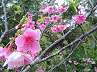 石垣島の桜