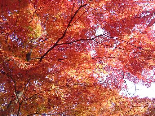 小石川後楽園入口付近の紅葉