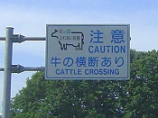 牛の横断あり