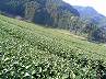 嬉野の茶畑