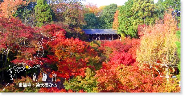 東福寺・通天橋から見た紅葉