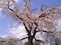 円山公園 枝垂桜
