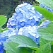 8月に咲く紫陽花