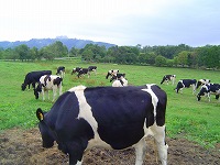 牧場の牛達